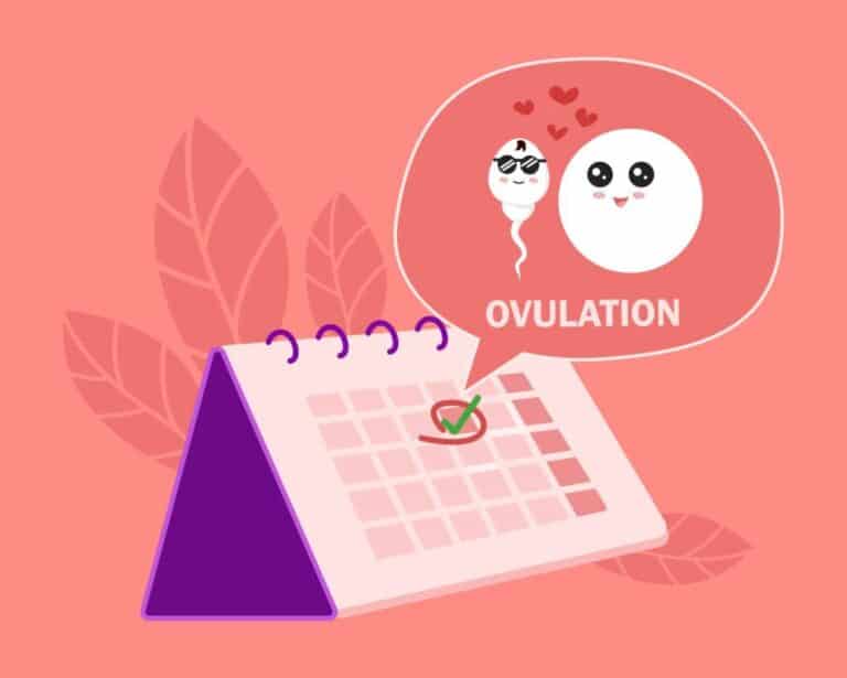 date d'ovulation, date d'ovulation fiable