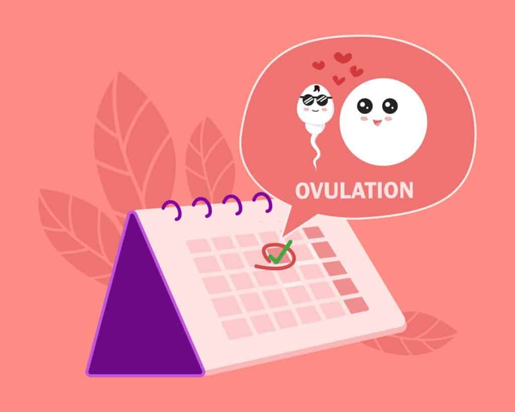 date d'ovulation, date d'ovulation fiable